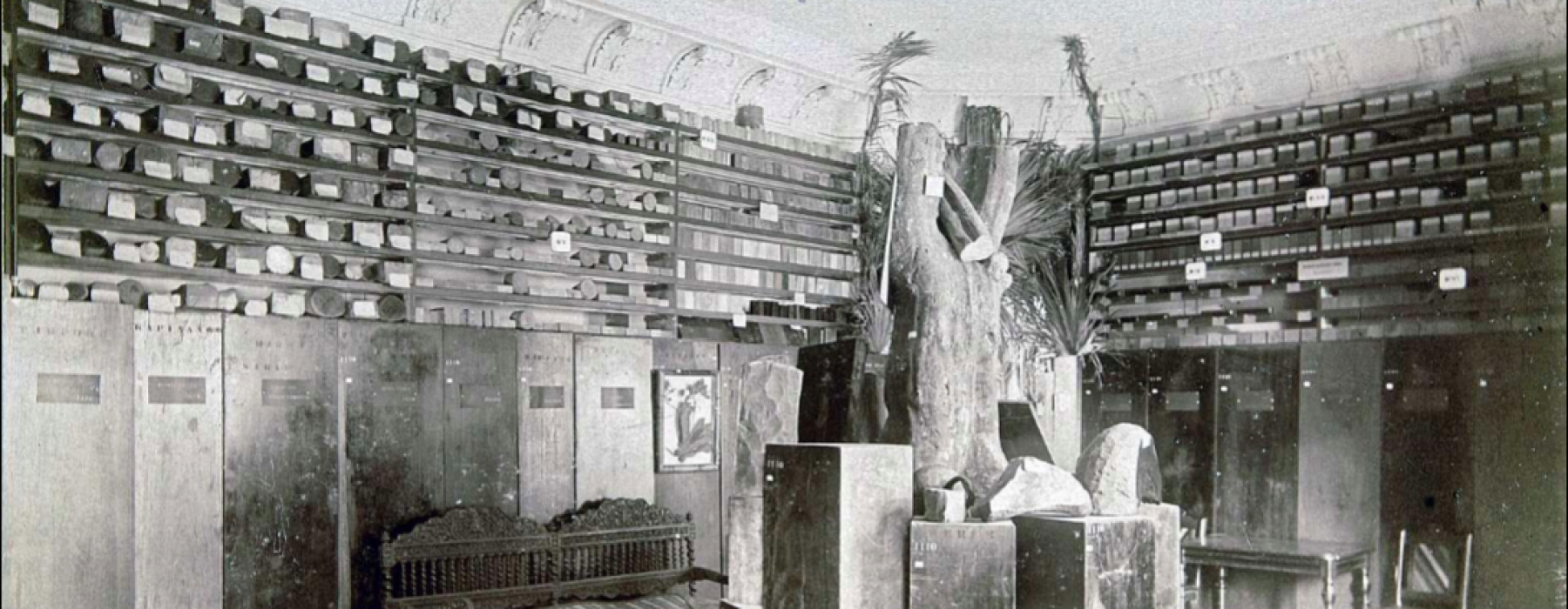 Permanent display of the wood herbarium in the Colonial Museum, Haarlem, 1871–1923.